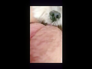 Little White Dog Licking