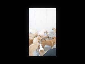 Asian Girl Experiences Intense Dog Gangbang