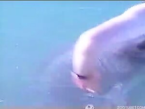 Woman and dolphin: an unexpected encounter