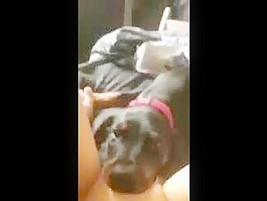 Licking dog