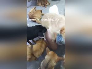 Animal fetish: Asian submission