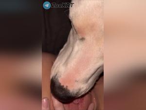 Bestiality revealed: canine domination in action