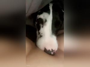 dog's breath, orgasm on the porn screen