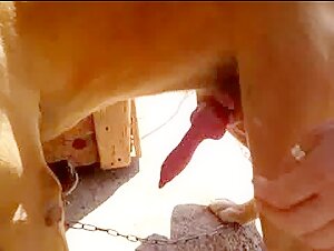 Masturbation and blowjob with a dog