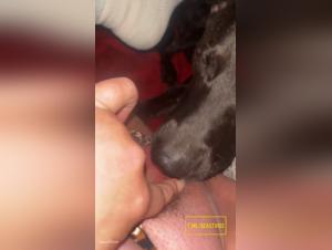 Canine Domination: Dogs in Raw Sex Action