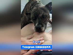 Telegram Session: Young Player, Strong Desires, Dog to the Rescue