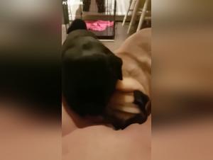 Febrile orgies: Demonic dogs and impulses