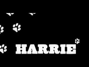 Harrie - Hitting Sessions - Zooskool: An Extreme Dog Sex Experience
