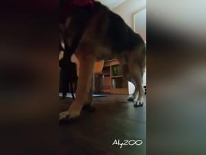 Fetish Orgy: Canine Power at Work