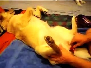 Woman and her canine lover: a tale of bestiality