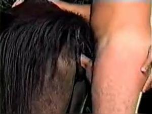 Animal Obsessions: Unveil the deepest desires