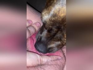 Brutal Desire: Canine Domination and Wild Kisses