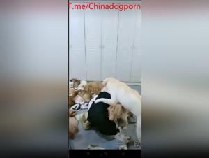Asian Wife revealing its bestial impulses