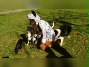 Dominacion canina: el llamado de la bestialidad