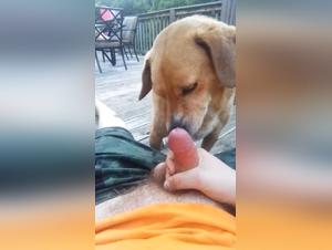 Canine bond fetids