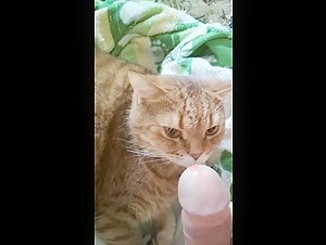 Intimacy with a cat