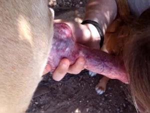 Raw Desires: Slut & Dog Part 2