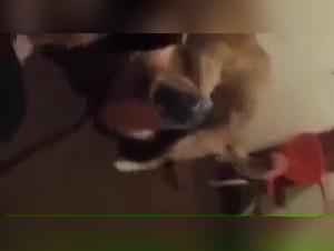 Hardcore zoophilia: Canine dementia and female urges