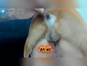Zoophilia Live: Unleashed Dog On His Webcam
