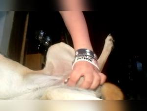 Bestiality on the phone: Unbridled fantasies come to life
