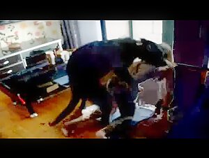 Passion sans limites : une rencontre bestiale