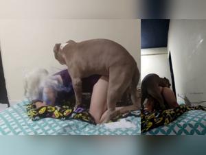 Primal desire: Women and dogs in indecent intimacy