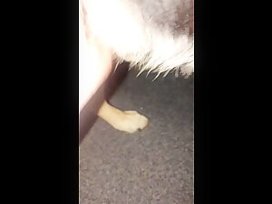 A passion for GSDs