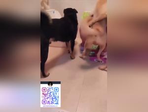 Explosion Canine : Gangbang Sauvage dans la Salle de Bain