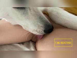 Bestial orgy: licking and wild fucking