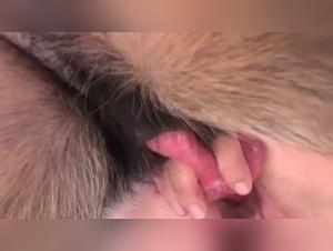 Brute passion: zoophile and my canine love