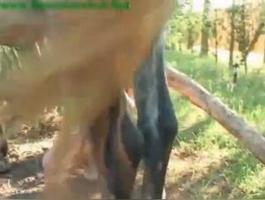 Massive Stallion, Devouring Blonde: Raw Pleasure