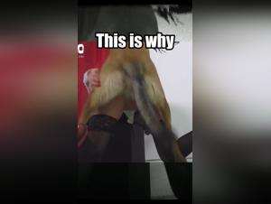 TikTok revela: el vinculo entre el gran perro y el oscuro deseo femenino