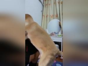 Tiny Asian and her pooch, a wild animal connection