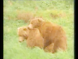 Male bears leave the bar together