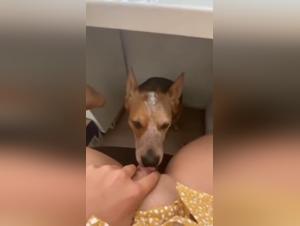 ImaKnottyGirl: Raw Desire with Dog - Strippy XXX Videos