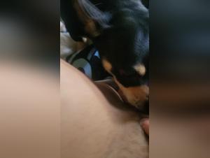 Obscene Revealings: Bestiality Without Reservations