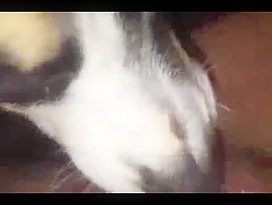 Dog licking a woman