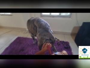 alisonprod : fusion latine et bestiale