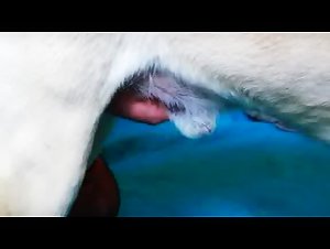 Woman offering fellatio to her dog