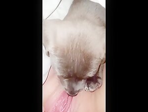 Dog licks a young woman's pussy