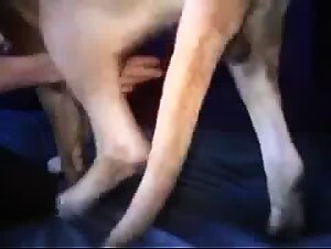 Zooporn in France: Extreme zoofilia videos with dog and dirty whore