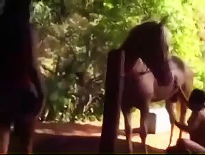 Three women and a stallion