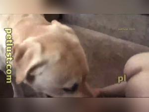 Wild zoophilia: Dog fucks Girl outdoors