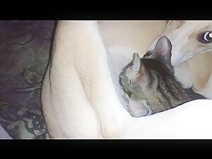 Pregnant Woman Breastfed by a Naughty Cat