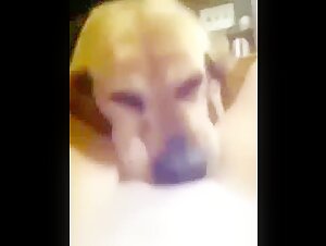 Licking dog