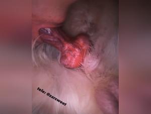 Un chien lâche son instinct sur une mercenaire fétide