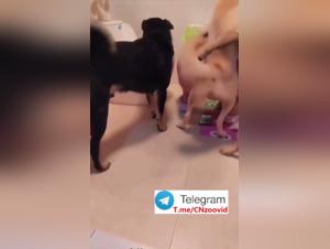 Forbidden Delights: Chinese Animal Fuck Part 1
