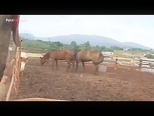 Horse and transexual: An Exciting Encounter