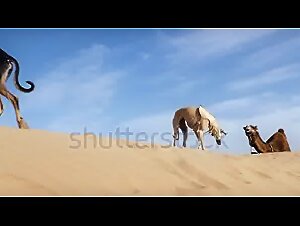 Intimate Moment with a Sloughi - Essaouira, Morocco