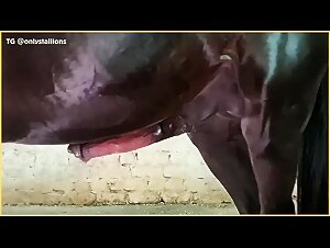 Le gesta di una cavalla troia in liberta